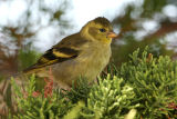 Black-chinned Siskin